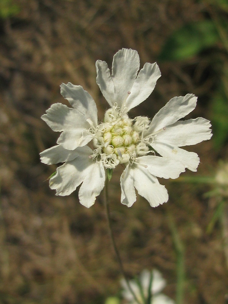 Image of Lomelosia argentea specimen.