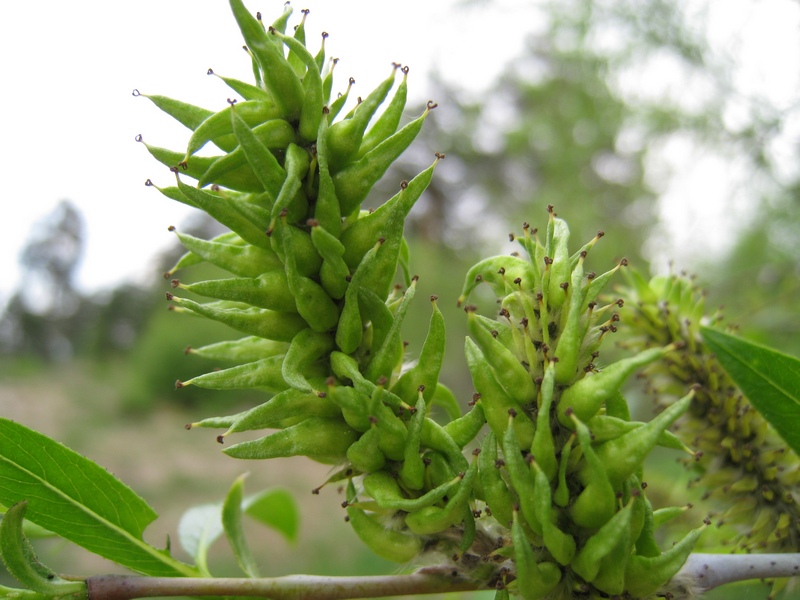 Image of Salix acutifolia specimen.