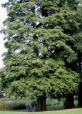 Taxodium distichum. Нижняя часть взрослого двухстволового дерева. Германия, г. Krefeld, ботанический сад. 16.10.2012.