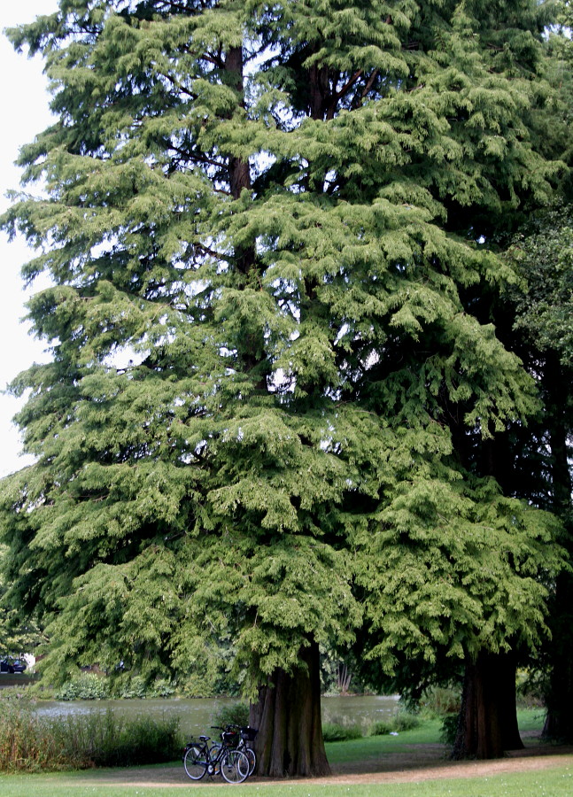 Image of Taxodium distichum specimen.