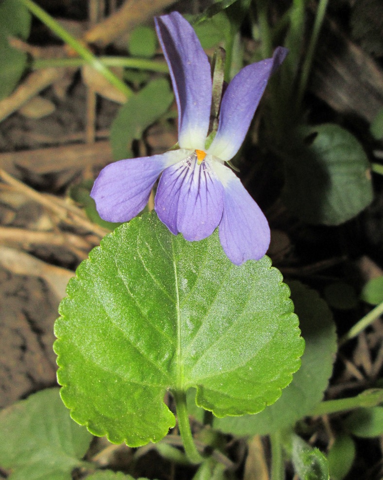 Image of Viola suavis specimen.