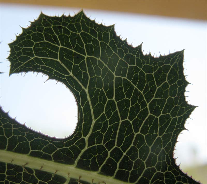 Image of Lactuca serriola specimen.