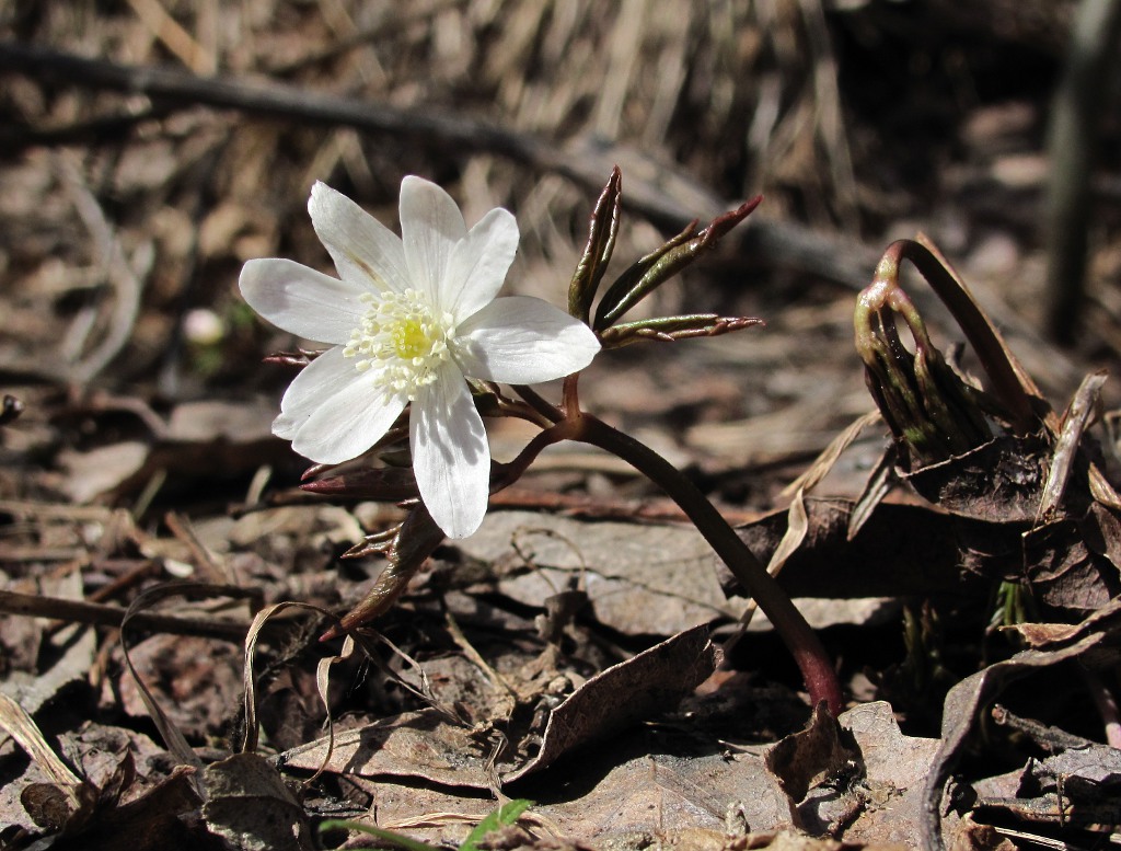 Изображение особи Anemone altaica.