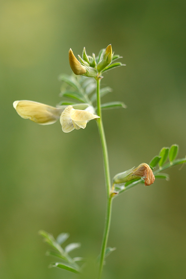 Image of Vicia grandiflora specimen.