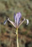 Iris songarica. Цветок. Казахстан, хр. Шолак, северней вдхр. Капчагай. 22.05.2013.