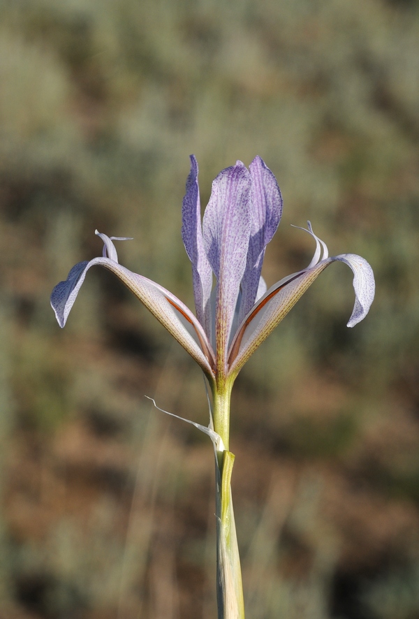 Image of Iris songarica specimen.