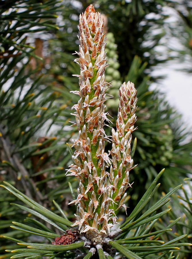 Image of Pinus mugo specimen.