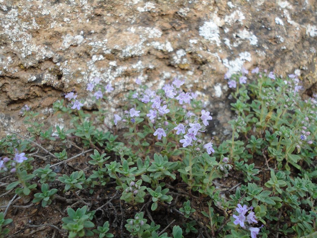 Image of Thymus moldavicus specimen.