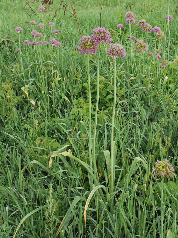 Image of Allium suworowii specimen.