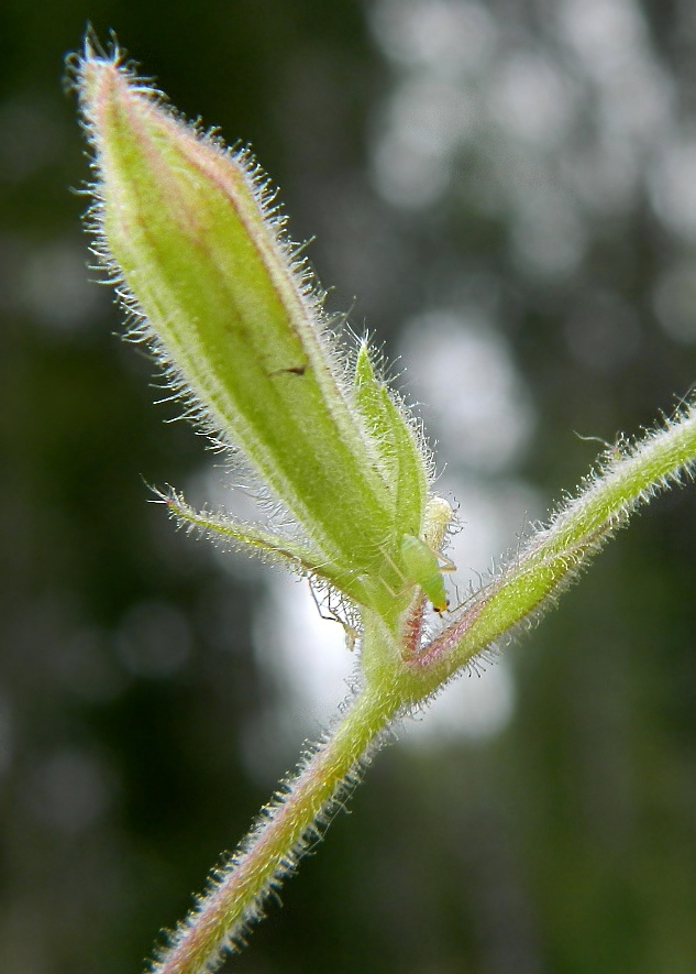 Image of Melandrium album specimen.