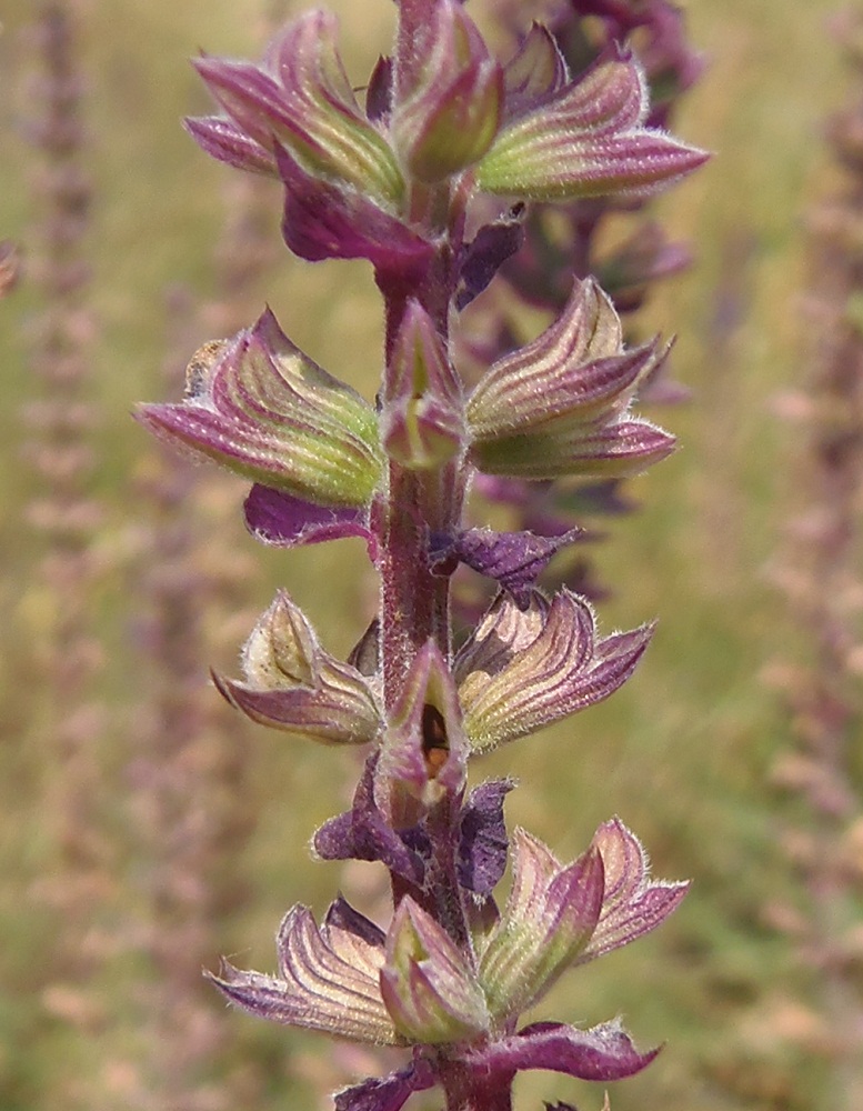 Изображение особи Salvia tesquicola.