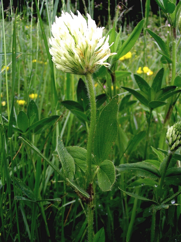 Image of Trifolium montanum specimen.