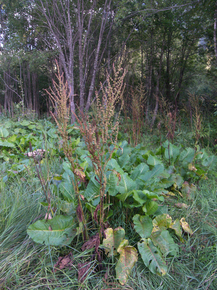 Image of Rumex obtusifolius specimen.