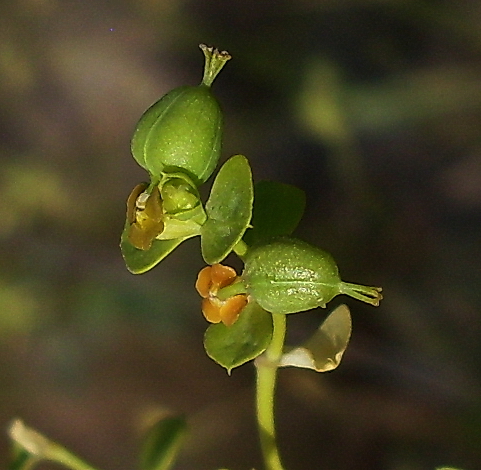 Image of Euphorbia seguieriana specimen.