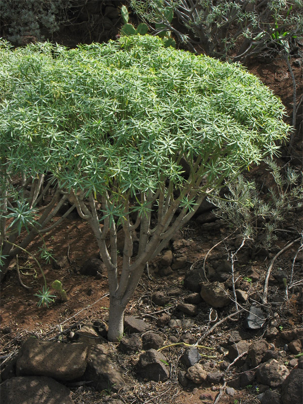 Image of Euphorbia lamarckii specimen.