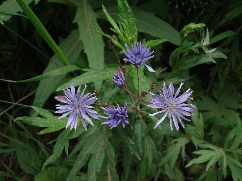 Image of Lactuca sibirica specimen.