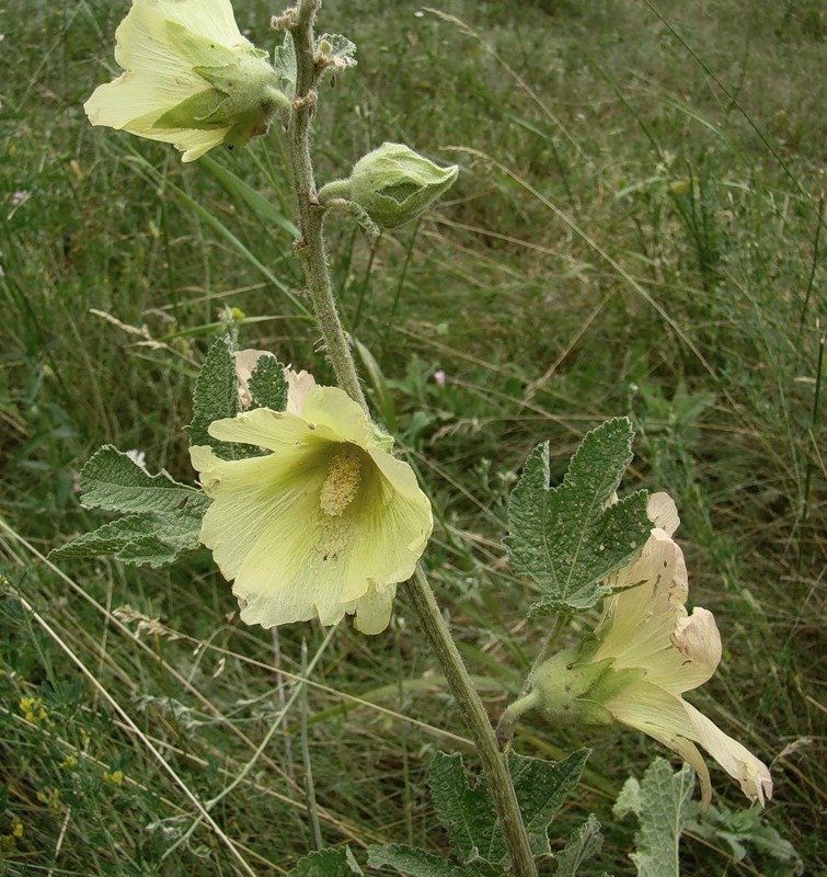 Изображение особи Alcea rugosa.