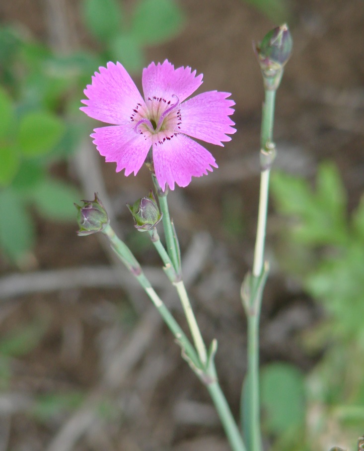 Изображение особи Dianthus versicolor.