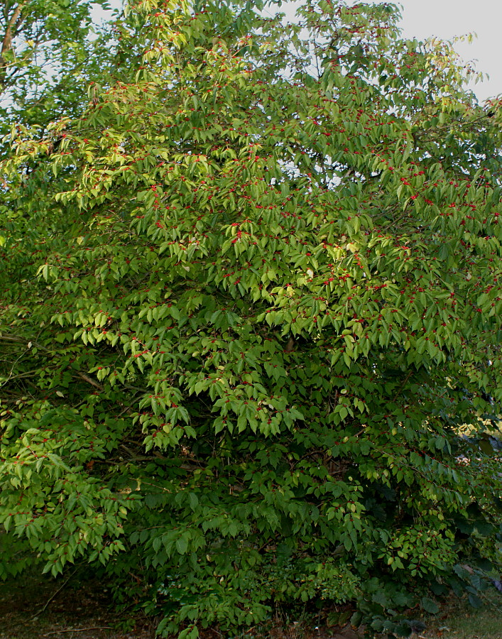 Image of genus Lonicera specimen.