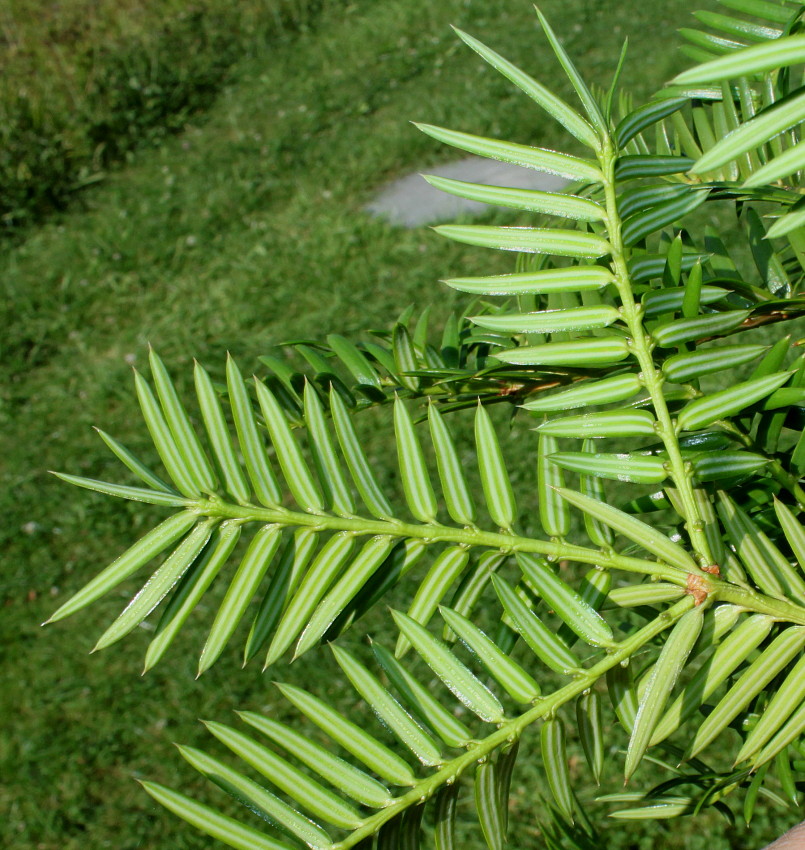 Image of Torreya nucifera specimen.