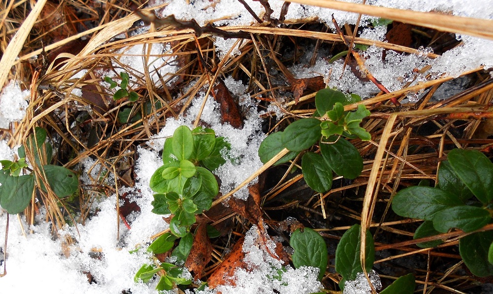 Изображение особи Vaccinium vitis-idaea.