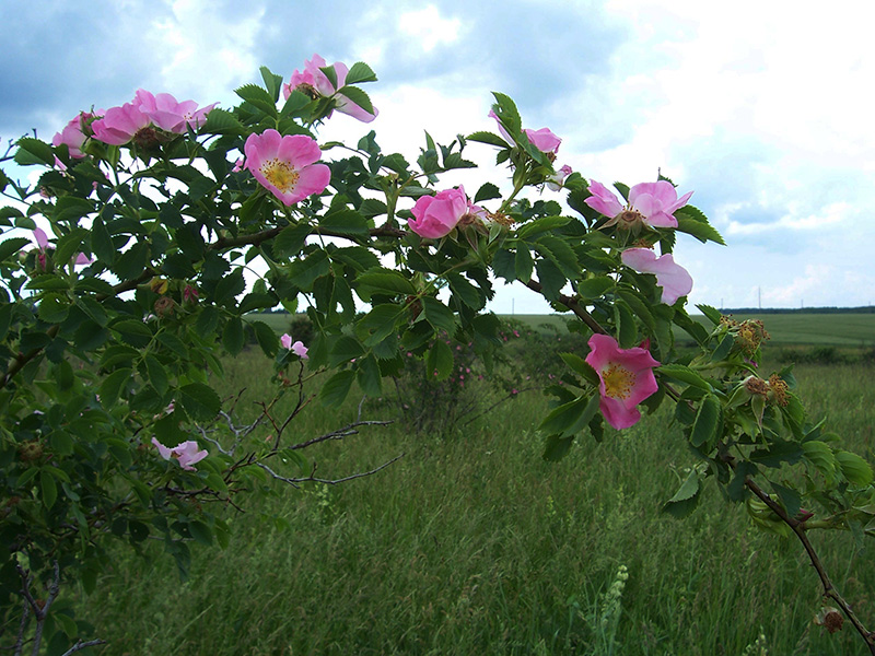 Image of Rosa canina specimen.