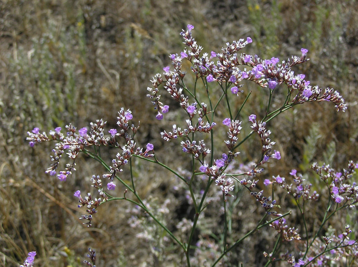 Изображение особи Limonium sareptanum.