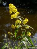 Lysimachia vulgaris