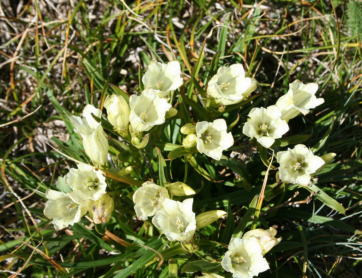 Image of Gentiana algida specimen.