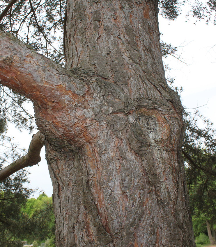 Изображение особи Pinus sylvestris.