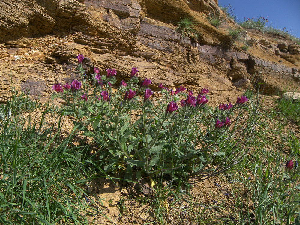 Изображение особи Echium amoenum.