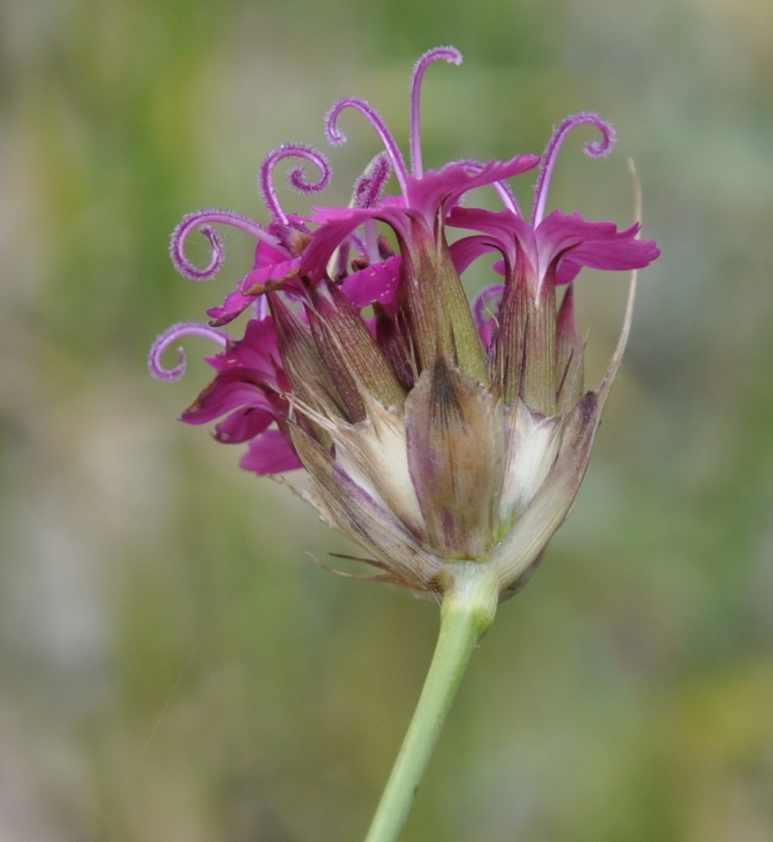 Изображение особи Dianthus cruentus.