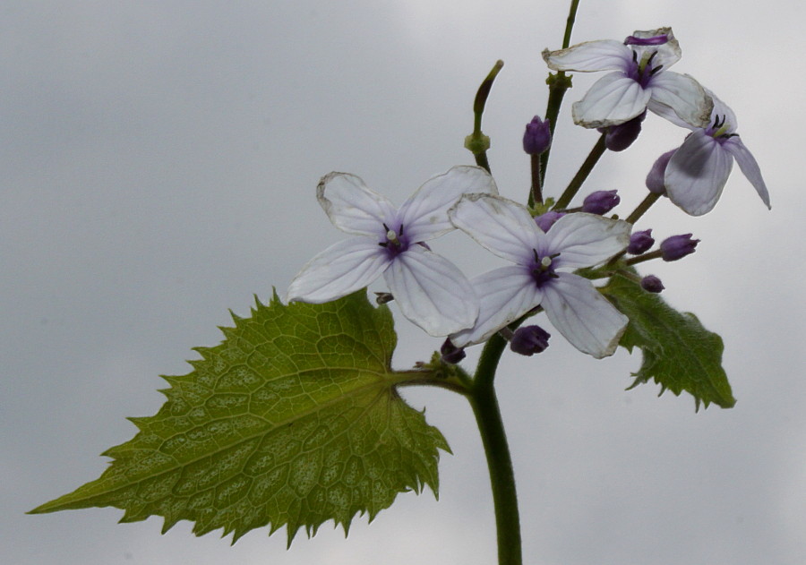 Image of Lunaria rediviva specimen.