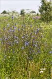 Cichorium intybus