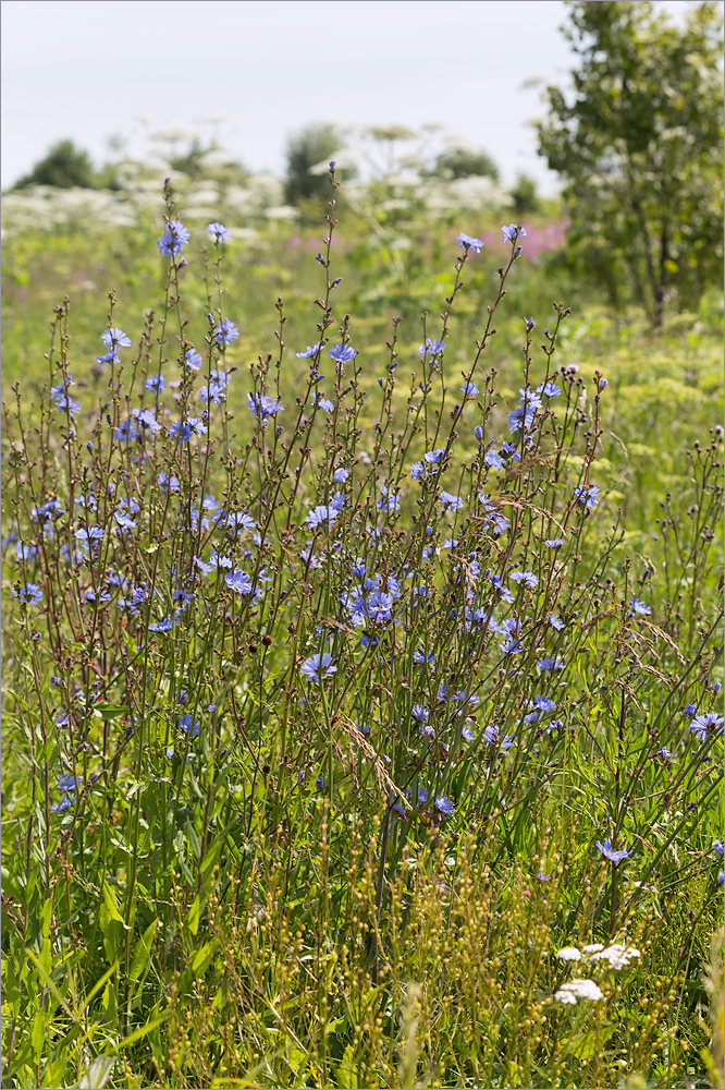 Image of Cichorium intybus specimen.