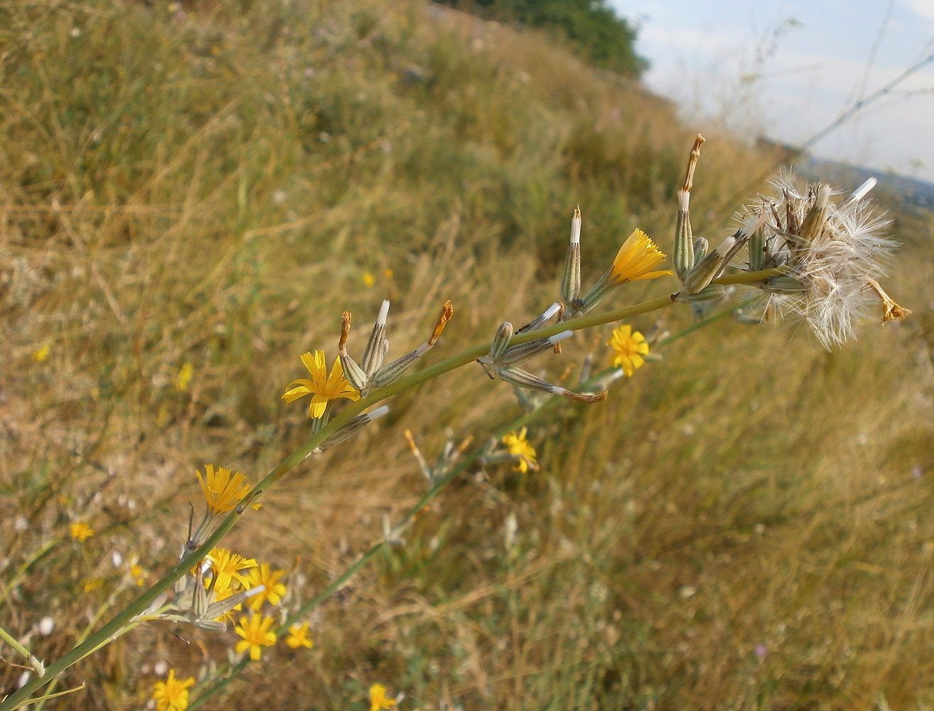 Image of Chondrilla juncea specimen.