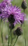 Centaurea adpressa. Цветущее и расцветающее соцветия. Молдова, Кишинев, Ботанический сад АН Молдовы. 23.06.2014.