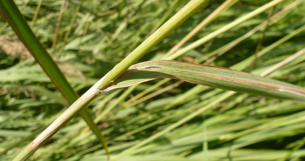 Image of Calamagrostis epigeios specimen.