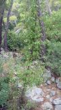 Смотреть изображение Styrax officinalis