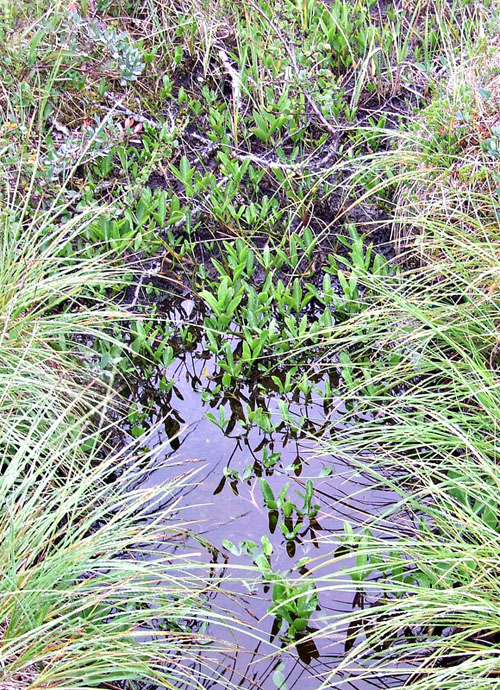 Image of Menyanthes trifoliata specimen.