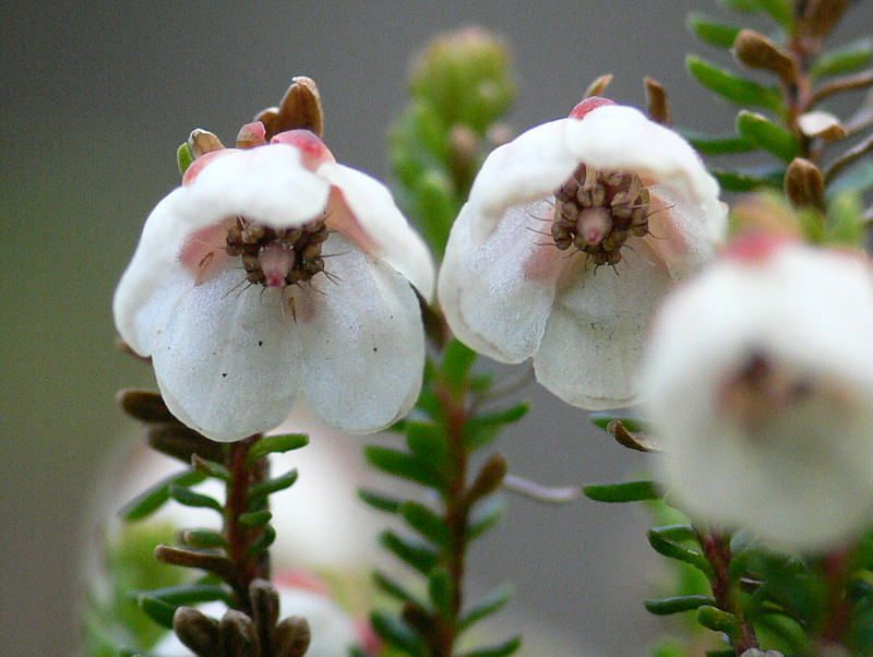 Изображение особи Harrimanella stelleriana.