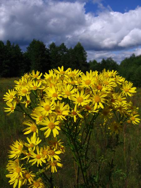 Изображение особи Senecio jacobaea.