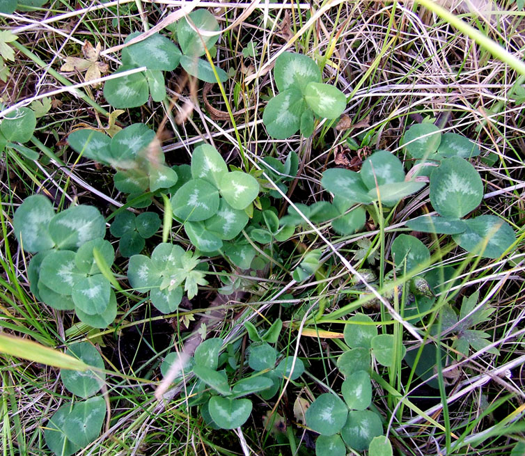 Изображение особи Trifolium pratense.