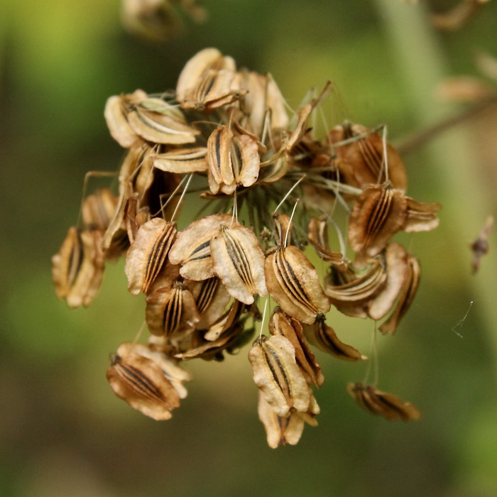 Изображение особи Angelica sylvestris.