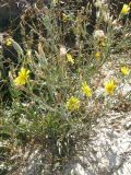 Tragopogon elatior