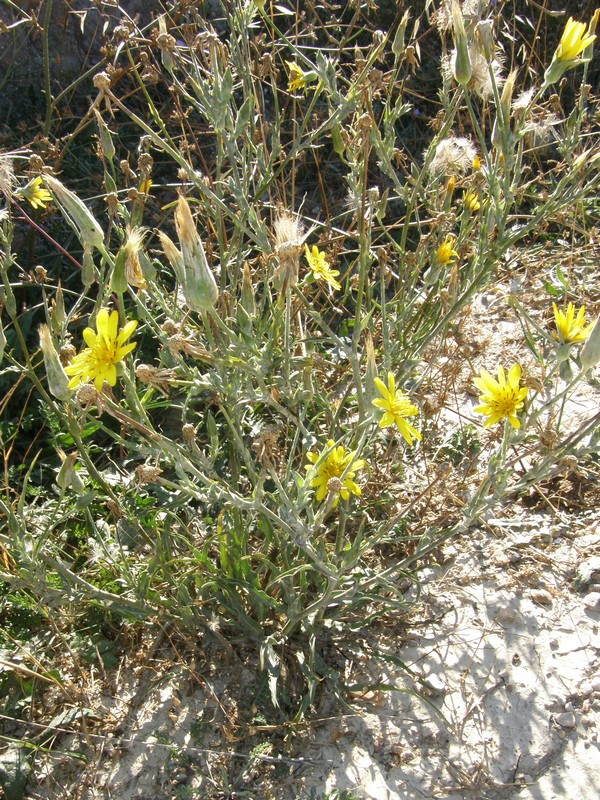 Image of Tragopogon elatior specimen.