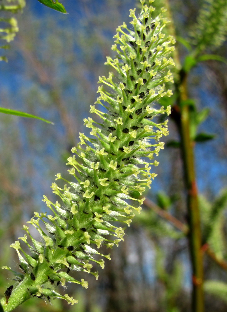 Image of Salix phylicifolia specimen.