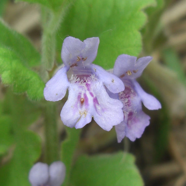 Изображение особи Glechoma hederacea.