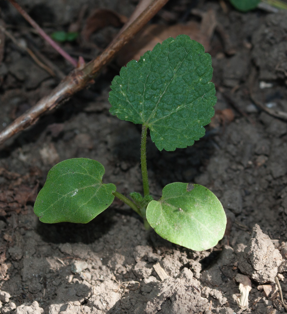 Image of Alcea rosea specimen.