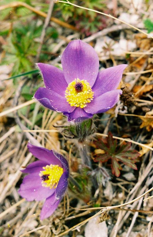 Image of Pulsatilla multifida specimen.